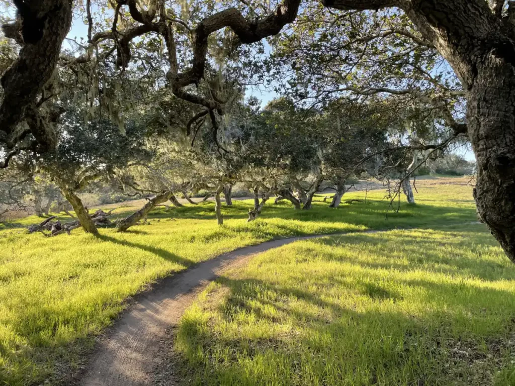 Bonnie Rose Fernandez, LMFT, psychotherapist on the Monterey Peninsula